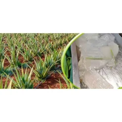 Amazonas Naturprodukte Aloe Vera Saft 100% Bio , 1 l> Säfte|Sonstige Bio Produkte