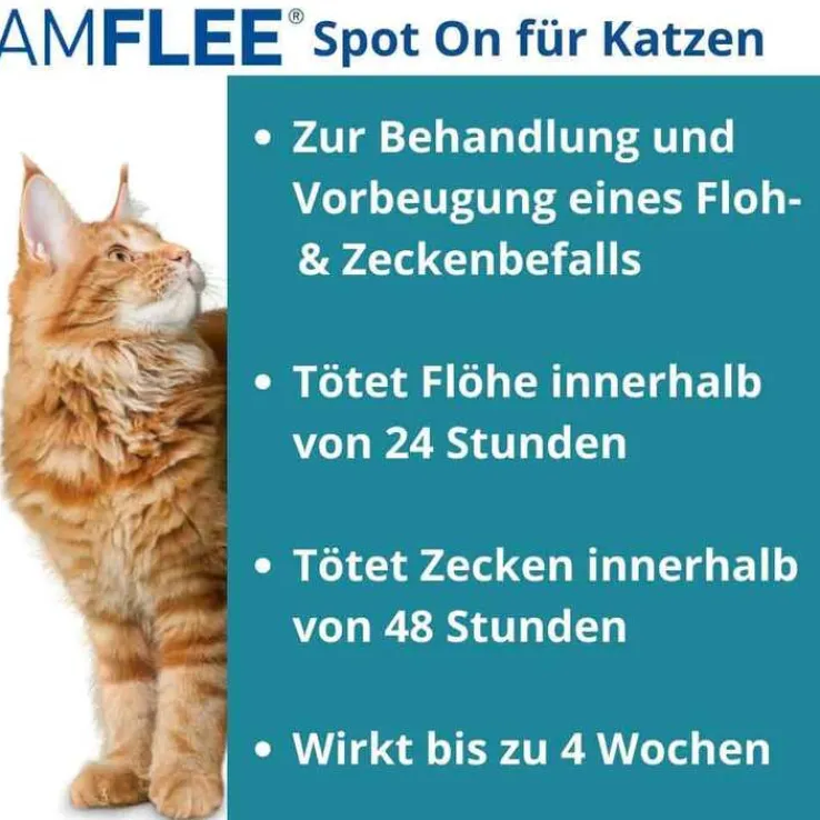Amflee 50 mg Spot-On für Katzen, 3 St