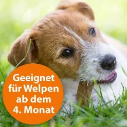 Ardap Spot-On für kleine Hunde bis 10 kg, 3 St
