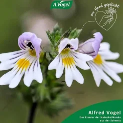 A. Vogel A.VOGEL Augen-Tropfen 6 Mon.n.Öffnen haltbar, 10 ml><noscript><img width=