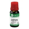 Arcana Chelidonium LM 6 Dilution, 10 ml> C
