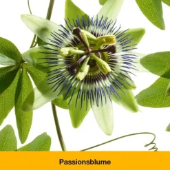 Dr. Loges dystoLoges® Tabletten, 260 St><noscript><img width=