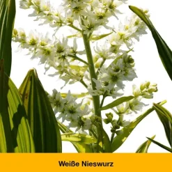 Dr. Loges dystoLoges® Tabletten, 50 St><noscript><img width=