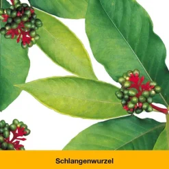 Dr. Loges dystoLoges Tropfen, 50 ml><noscript><img width=