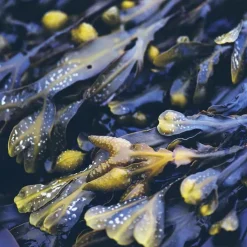 Rausch Anti-Fett-Kopfhaut-Kur mit Meerestang beutel , 15 ml