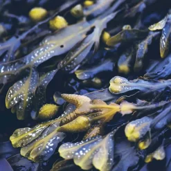 Rausch Anti-Fett-Shampoo mit Meerestang, 40 ml