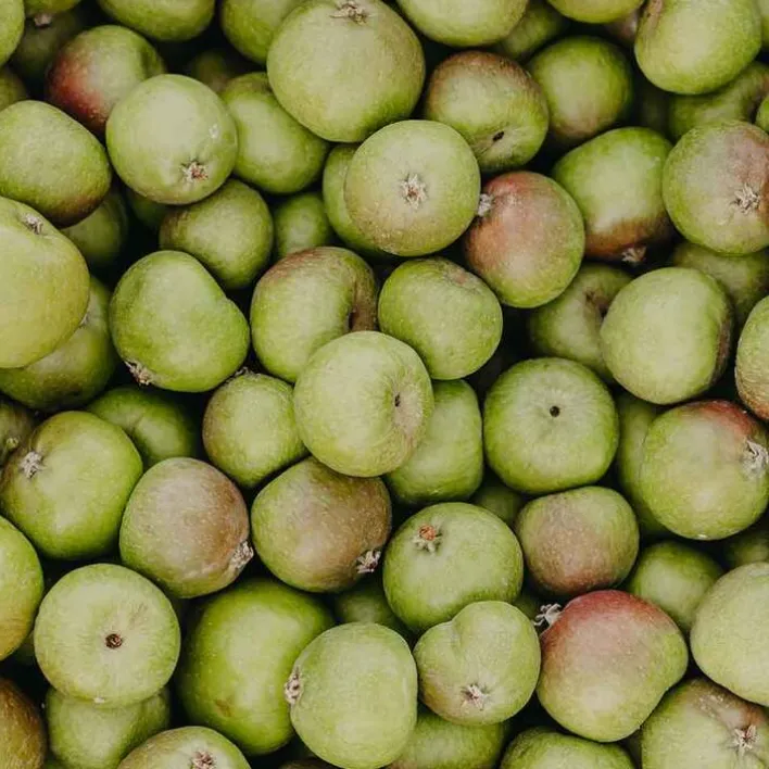 Rausch Anti-Pollution-Shampoo mit Schweizer Apfel, 200 ml> Shampoos