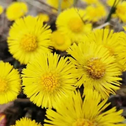 Rausch Anti-Schuppen-Conditioner mit Huflattich, 150 ml><noscript><img width=