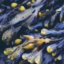 Rausch Meerestang Kopfhaut-Kur Einzelbeutel, 15 ml><noscript><img width=