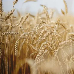 Rausch Nähr-Conditioner mit Weizenkeim, 150 ml