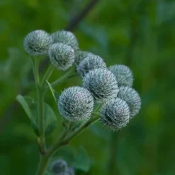 Rausch Original Haartinktur, 200 ml