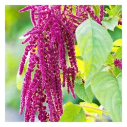 Rausch Repair-Conditioner mit Amaranth, 30 ml><noscript><img width=