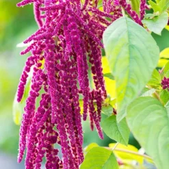 Rausch Repair-Conditioner mit Amaranth, 150 ml><noscript><img width=