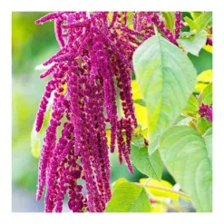 Rausch Repair-Shampoo mit Kamille und Amaranth, 40 ml