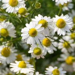 Rausch Sensitive Hand Cream mit Kamille, 50 ml><noscript><img width=