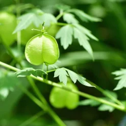 Rausch Sensitive-Shampoo mit Herzsamen, 200 ml><noscript><img width=