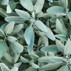 Rausch Silberglanz-Kopfhaut-Tonic mit Salbei, 200 ml