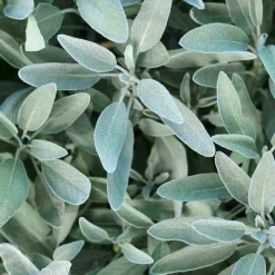 Rausch Silberglanz-Kur mit Salbei, 15 ml><noscript><img width=