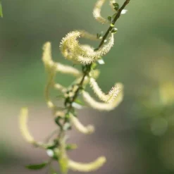 Rausch Spezial-Conditioner mit Weidenrinde, 30 ml><noscript><img width=