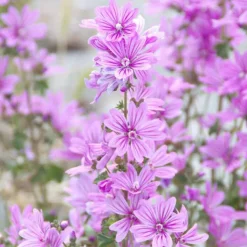 Rausch Volumen-Spray mit Malve, 100 ml