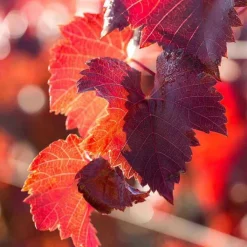 Venenretter Balsam, 100 ml