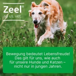 Zeel ® ad us. vet. Tabletten, 500 St> Biologische Heilmittel Heel Gmbh