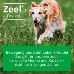Zeel® LT ad us. vet. Tabletten, 100 St